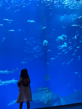 アクアワールド茨城県大洗水族館に投稿された画像（2026/7/21）