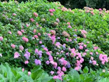 万博記念公園に投稿された画像（2026/7/21）
