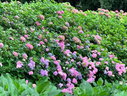 万博記念公園に投稿された画像（2026/7/21）