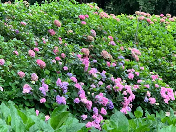 万博記念公園に投稿された画像（2026/7/21）