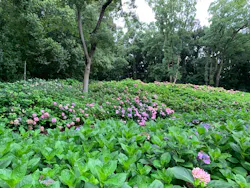 万博記念公園に投稿された画像（2026/7/21）