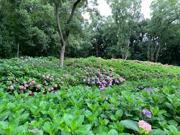 万博記念公園に投稿された画像（2026/7/21）
