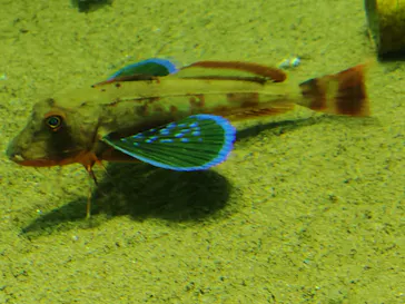 葛西臨海水族園に投稿された画像（2026/7/21）