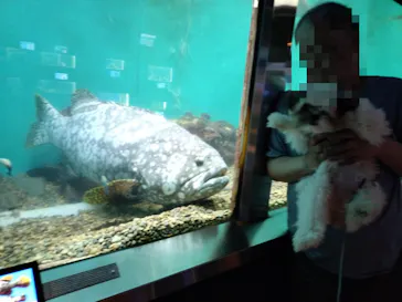 串本海中公園水族館に投稿された画像（2026/7/21）