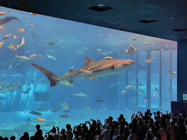 沖縄美ら海水族館に投稿された画像（2026/7/21）