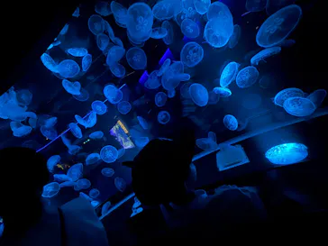 京都水族館に投稿された画像（2026/7/21）