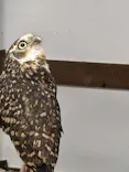 掛川花鳥園に投稿された画像（2026/7/22）