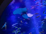 すみだ水族館に投稿された画像（2026/7/22）