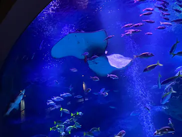 すみだ水族館に投稿された画像（2026/7/21）