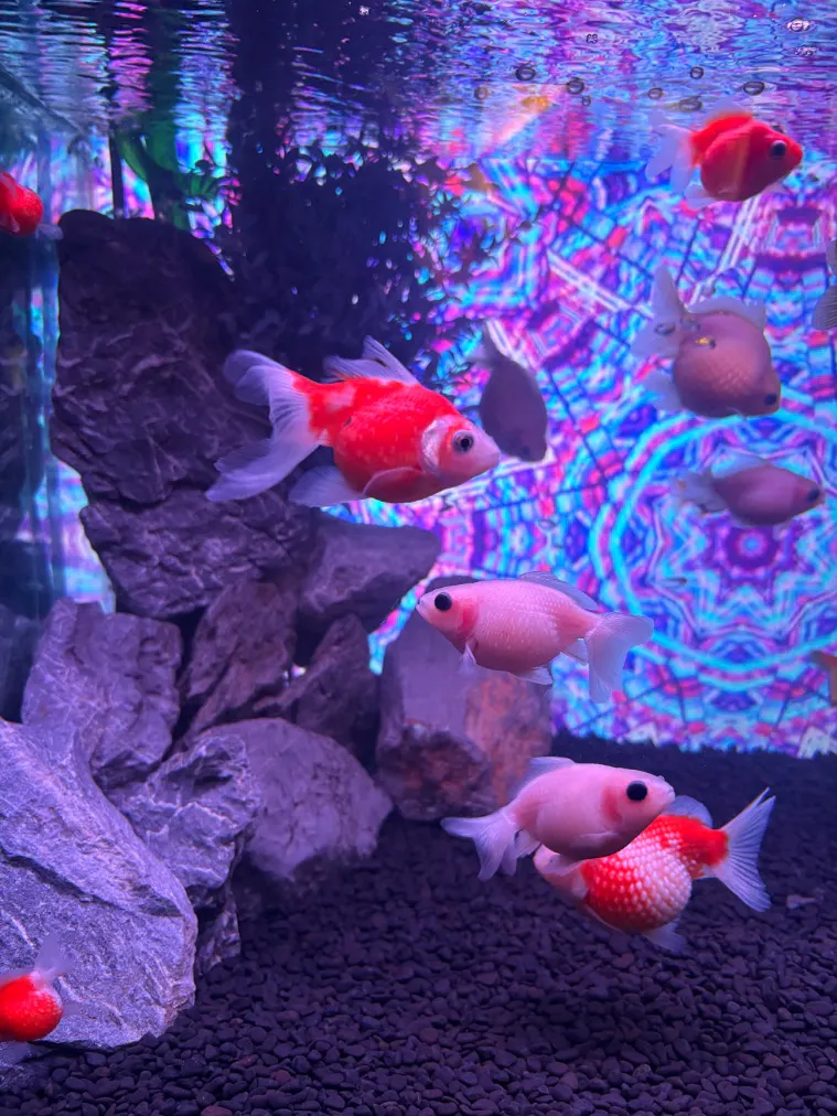 専用ページ☆普通の金魚さま NARA KINGYO MUSEUMの口コミ ｜いろいろな種類の沢山の金魚が可