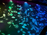 すみだ水族館に投稿された画像（2026/7/22）