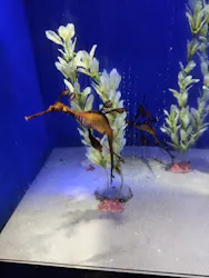 サンシャイン水族館に投稿された画像（2026/7/22）