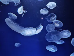 サンシャイン水族館に投稿された画像（2026/7/22）