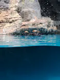 アクアワールド茨城県大洗水族館に投稿された画像（2026/7/22）