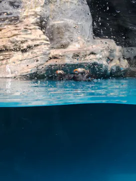 アクアワールド茨城県大洗水族館に投稿された画像（2026/7/22）