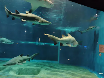 アクアワールド茨城県大洗水族館に投稿された画像（2026/7/22）