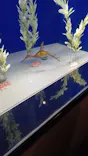 サンシャイン水族館に投稿された画像（2026/7/22）