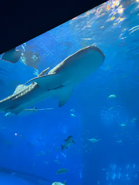 沖縄美ら海水族館に投稿された画像（2026/7/22）