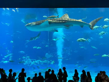 沖縄美ら海水族館に投稿された画像（2026/7/22）