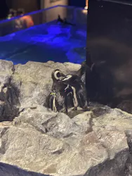 すみだ水族館に投稿された画像（2026/7/22）