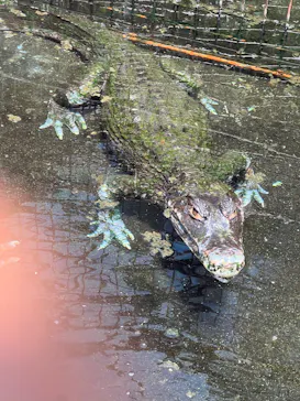 熱川バナナワニ園に投稿された画像（2026/7/18）