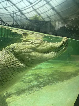 熱川バナナワニ園に投稿された画像（2026/7/18）