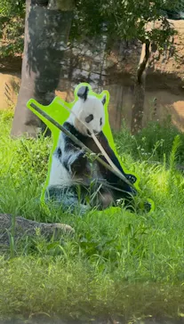 上野動物園 ハシビロカートに投稿された画像（2026/7/22）