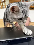 Cat Café MOFF コクーンシティさいたま新都心店に投稿された画像（2026/7/22）