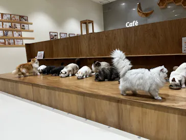 Cat Café MOFF コクーンシティさいたま新都心店に投稿された画像（2026/7/22）