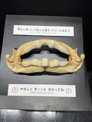 特別展「スケスケ展２」に投稿された画像（2026/7/22）