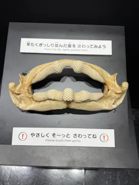 特別展「スケスケ展２」に投稿された画像（2026/7/22）
