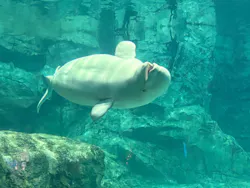 名古屋港水族館に投稿された画像（2026/7/22）