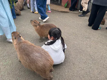 伊豆シャボテン動物公園に投稿された画像（2026/7/22）