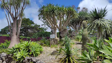美らヤシパークオキナワ・東南植物楽園に投稿された画像（2026/7/22）