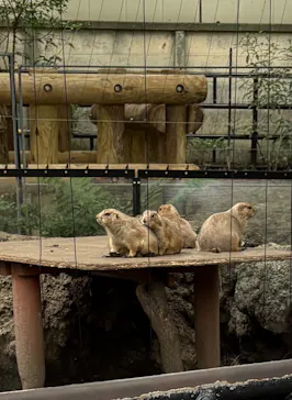 恩賜上野動物園に投稿された画像（2026/7/22）