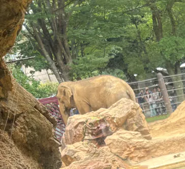 恩賜上野動物園に投稿された画像（2026/7/22）