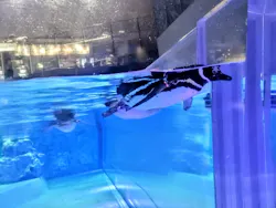すみだ水族館に投稿された画像（2026/7/22）