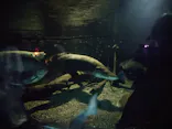 世界淡水魚園水族館　アクア・トトぎふに投稿された画像（2026/7/23）