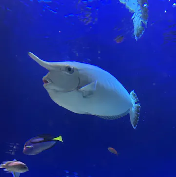 新江ノ島水族館に投稿された画像（2026/7/22）