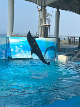 新江ノ島水族館に投稿された画像（2026/7/22）