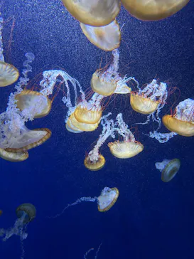 新江ノ島水族館に投稿された画像（2026/7/22）