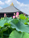 公益社団法人　奈良市観光協会に投稿された画像（2026/7/23）