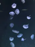サンシャイン水族館に投稿された画像（2026/7/23）