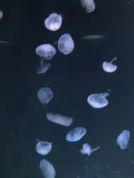 サンシャイン水族館に投稿された画像（2026/7/23）