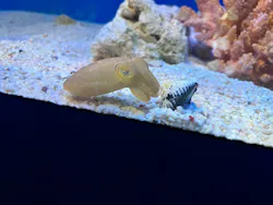 サンシャイン水族館に投稿された画像（2026/7/23）