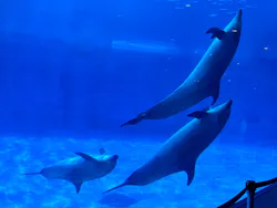 名古屋港水族館に投稿された画像（2026/7/23）