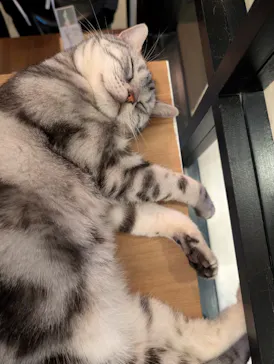 猫カフェモカ　池袋東口店に投稿された画像（2026/7/23）