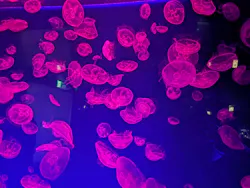 名古屋港水族館に投稿された画像（2026/7/23）