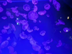 名古屋港水族館に投稿された画像（2026/7/23）