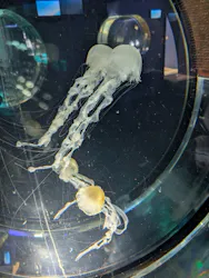 名古屋港水族館に投稿された画像（2026/7/23）